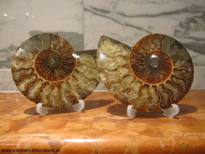 Ammonitenpaar A 0,467kg